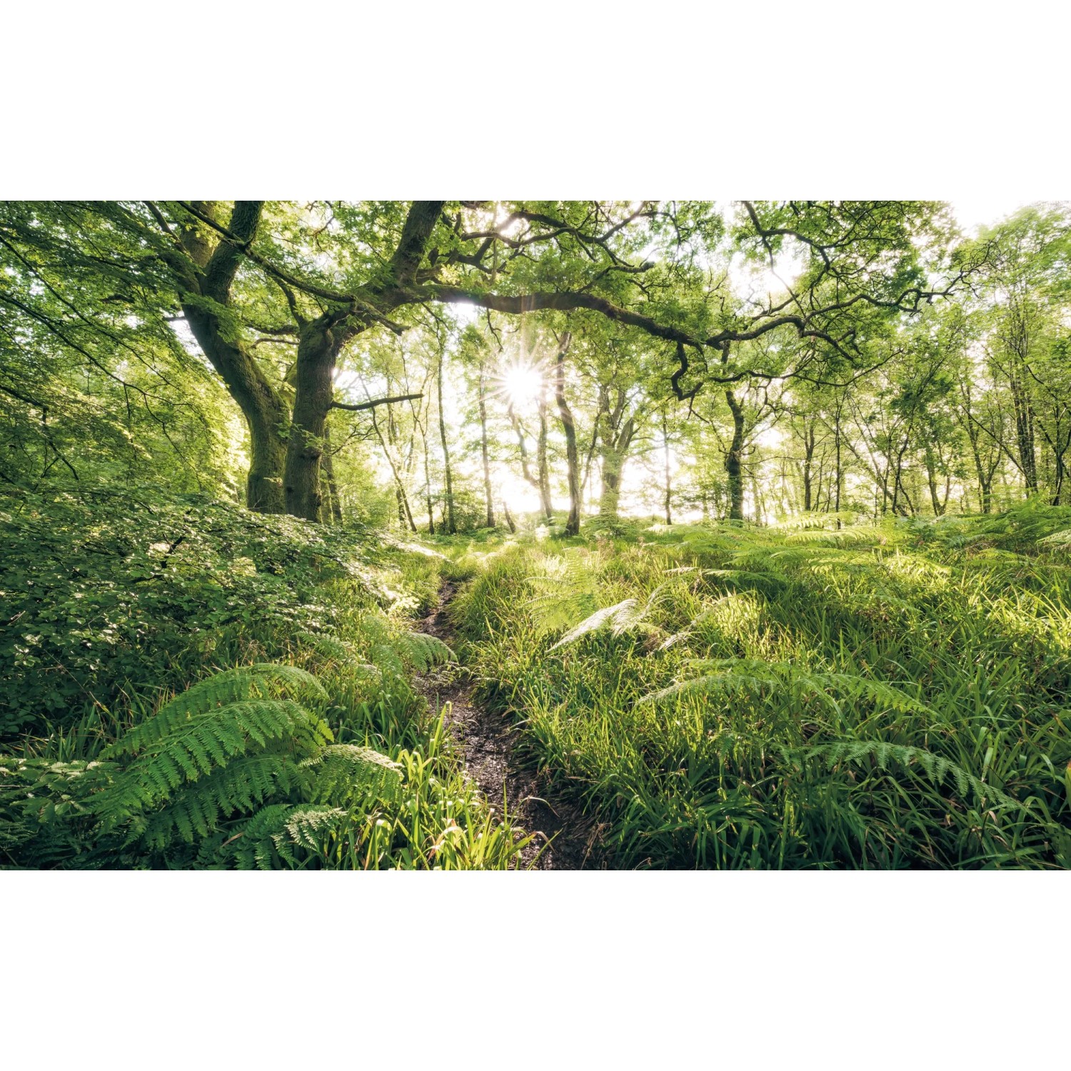 E-shop Komar Vliesová fototapeta Mystic Path 400 x 250 cm