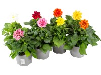 Grow by OBI Georgíny (Dahlia Hybriden), rôzne odrody, pr. cca 13 cm