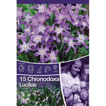 Modravka žiarivá - Chionodoxa Luciliae