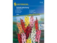 Kiepenkerl Semienka Papuľka väčšia