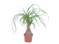 GROW by OBI Slonia noha priemer kvetináča cca 12 cm