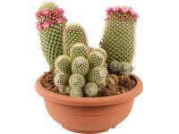 Aranžmán kaktusov v ozdobnom kvetináči s priemerem cca 25 cm