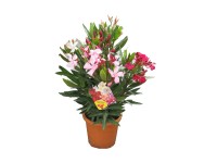 Oleander obyčajný (Nerium oleander) Trio, pr. kv. cca 18 cm