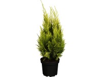 OBI Cypruštek Lawsonov 