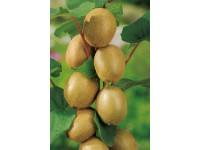 Grow by OBI Aktinídia čínska - kivi 