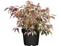 OBI Leucothoe 
