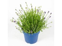 Q-Flower Levanduľa úzkolistá (Lavandula angustifolia) Essencia cca 30 cm