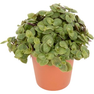Pepřinec (Peperomia) v kvetináči, zelený sukulent s malými, okrúhlymi listami.