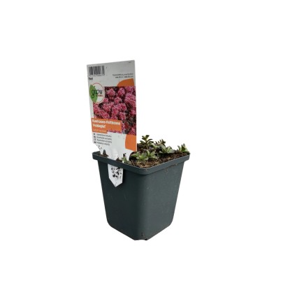 OBI Rozchodník pochybný "Fuldaglut" červený priemer kvetináča cca 9 cm x 9 cm