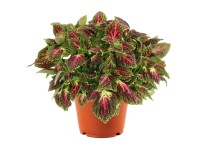 GROW by OBI Africká žihľava (Coleus) 