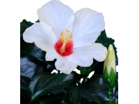 GROW by OBI Ibištek čínsky (Hibiscus) 