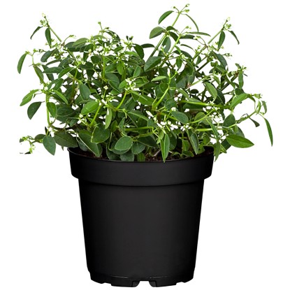 Landgard Pryšec ľubovníkovitý (Euphorbia hypericifolia) biely cca 30 cm, pr.11cm