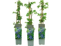 Plamienok alpský (Clematis alpina) fialovo modrá, výška cca 40-60cm, kv. cca 2 l