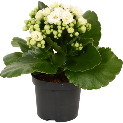 GROW by OBI Kalanchoe Blossfeldova "Calandiva" biela priemer kvetináča cca 9 cm