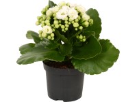 GROW by OBI Kalanchoe Blossfeldova 