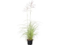 GROW by OBI Ozdobnica čínska (Miscanthus Sinensis Flamingo), pr. kvetináča 28 cm