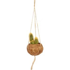 Sukulent v závesnom kvetináči Kokodama, Ø 12 cm, izbová rastlina