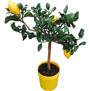 Citrus GROW by OBI na kmeni v žltom kvetináči, výška cca 80 cm, s citrónmi.