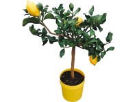 GROW by OBI Citrus na kmienku, pr. kvetináče 20 cm, cca 80 cm