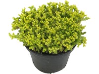 OBI Rozchodník žltý priemer kvetináča cca 12 cm Sedum