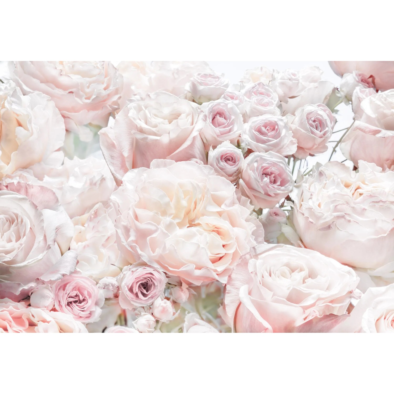 E-shop Komar Papierová fototapeta Spring Roses 368 x 254 cm