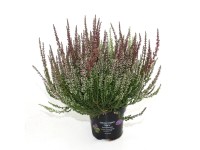 Landgard Vres obyčajný (Calluna vulgaris) 