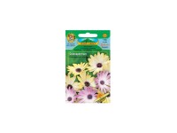 Gardenie Osteospermum - Margarétka kapská, zmes