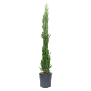 Štíhly, zelený toskánsky cyprus (Cupressus sempervirens) v kvetináči, cca 175/200 cm vysoký.