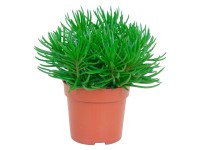 Starček priemer kvetináča cca 10,5 cm