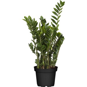 Zamioculcas zamiifolia (izbová rastlina) v kvetináči, výška cca 70 cm. Izbová zelená rastlina.