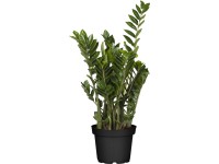 Royal Lemkes Kulkas zamiolistý (Zamioculcas zamiifolia), výška 65 cm, pr.kv.19cm