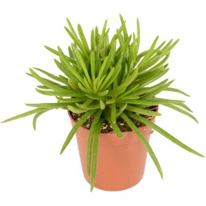 Pepřinec (Peperomia) v kvetináči, nenáročná sukulentná rastlina s dekoratívnymi, podlhovastými listami.
