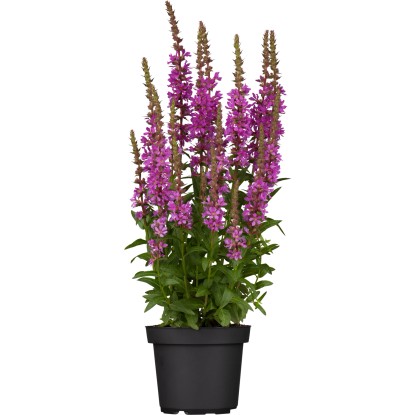GROW by OBI Cyprej vŕbice (Lythrum salicaria) pr. kvetináča 19 cm