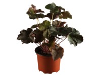 OBI Heuchera OBI Heuchera