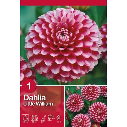Dahlia "Little William" červeno-biela