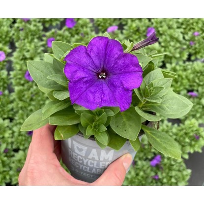 Grow by OBI Petúnia previsnutá (Petunia x hybrida), mix, pr. cca 12 cm