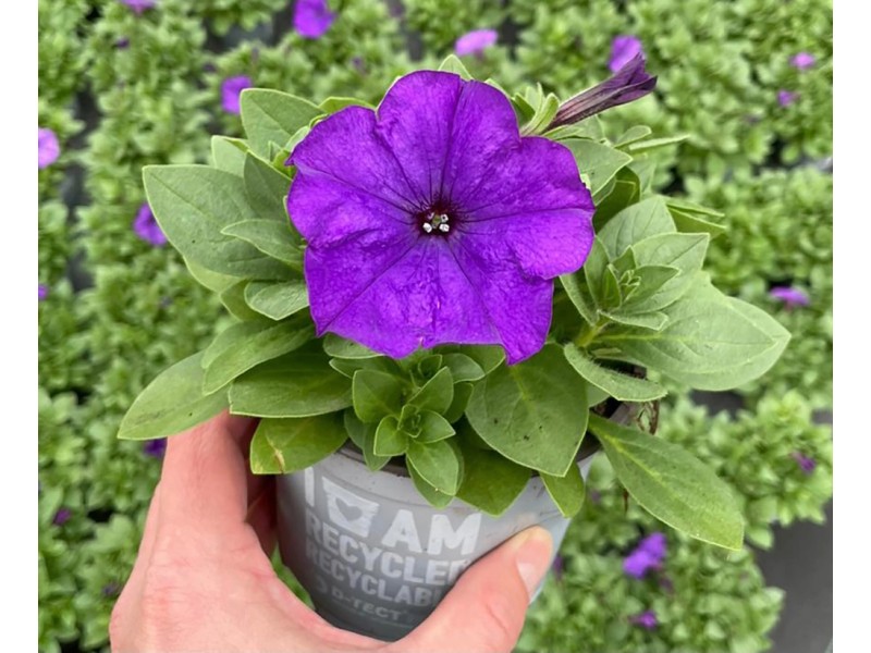 Obi Petunia () Obi Petunia