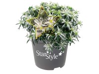 Japonská azalka (Rhododendron obtusum) 