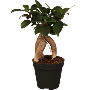 Čínsky Figovník Ginseng Bonsai v kvetináči, Ficus izbová rastlina s bizarne tvarovanými koreňmi a zelenými listami.