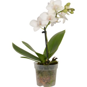 Miniatúrna biela orchidea Phalaenopsis v kvetináči.