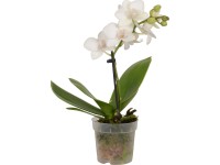 Mini orchidea motýlokvetá 1-výhonková priemer kvetináča cca 7 cm