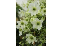 Plamienok (Clematis Hybride) 