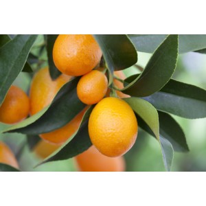 Detail: Kmeň OBI Citrus Mix s oranžovými plodmi a zelenými listami.