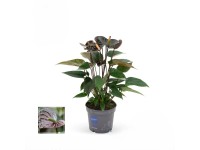 Túlitka Andréova (Anthurium andreanum) 