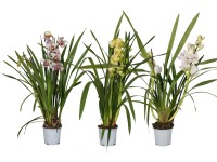 Cymbídia 2 výhonky triedené výška cca 50 - 75 cm priemer cca 12 cm Cymbidium