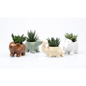 Zmes sukulentov v keramických kvetináčoch v tvare dinosaura (hnedá, zelená, krémová, biela), kvetináč Ø cca 6 cm.