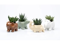 Sukulent v keramickom kvetináči dinosaurus, rôzne druhy, pr. kv. 6 cm