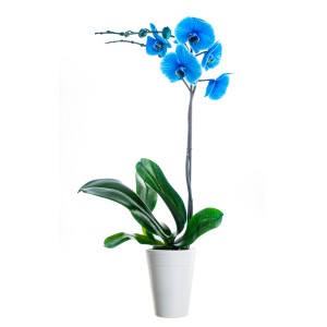 Modrá orchidea v bielom kvetináči. Dekoratívna izbová rastlina pre váš domov.
