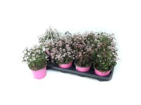 Mliečnik ľubovníkolistý (Euphorbia hypercifolia) 