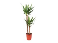 Royal Lemkes Juka (Yucca), cca výška 110 cm, pr. 24 cm